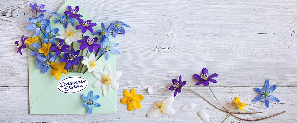 Bunte Blumen stecken in einem Briefumschlag. Auf dem Umschlag ist das Dresdner Essenz logo abgebildet.