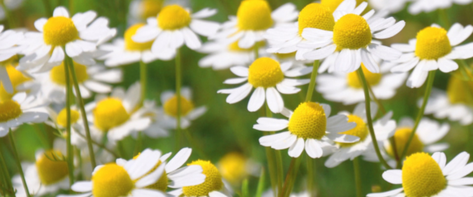 Nahaufnahme Kamille-Blueten