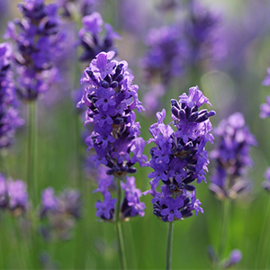 Nahaufnahme von lavendel-Zweigen