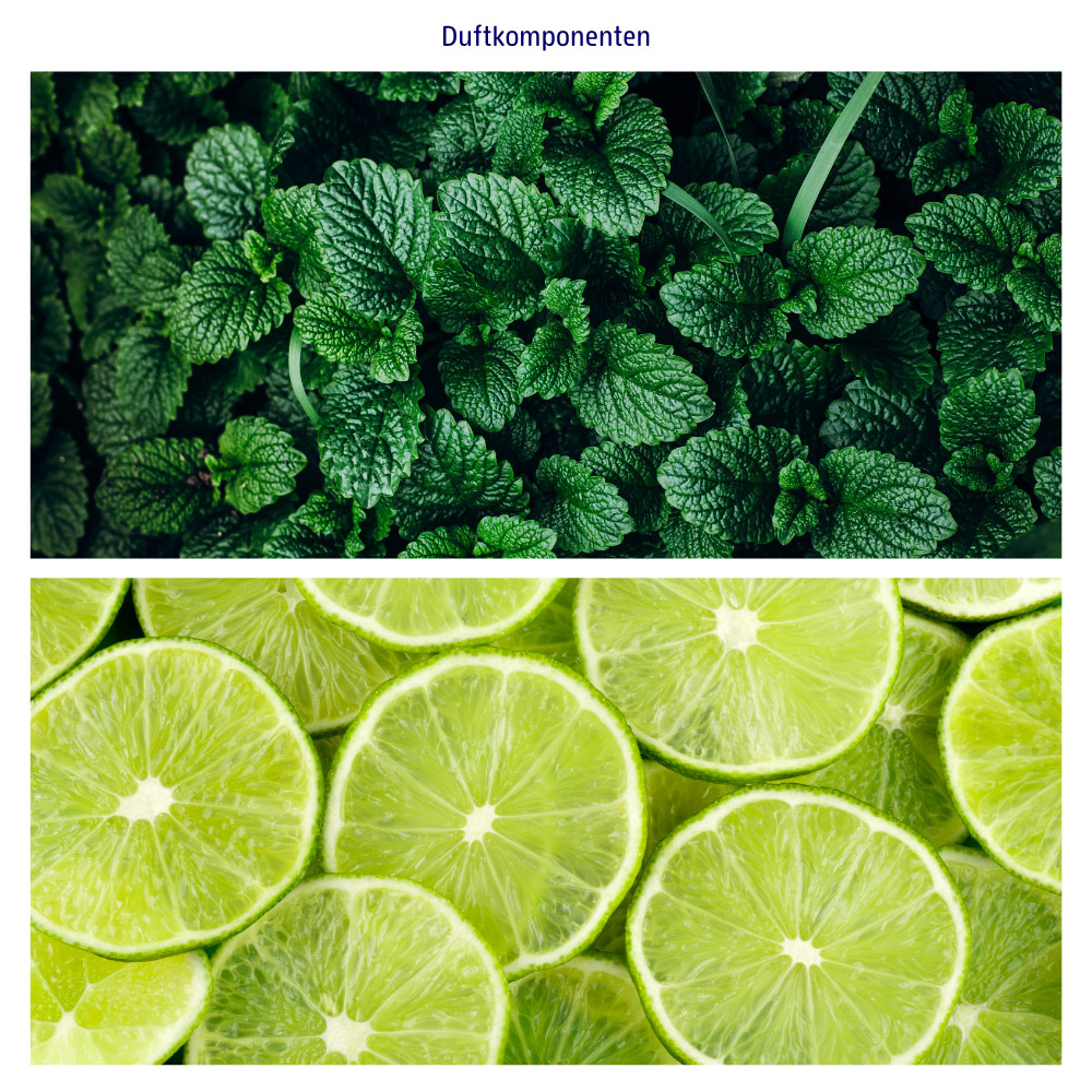 Abbildungen der beiden Duftkomponenten der Naturkosmetik Fusspflege: Minze und Limette