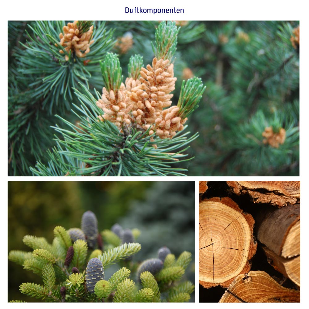 Abbildung der einzelnen Duftkomponenten Zirbe, Zedernholz und Balsamtanne