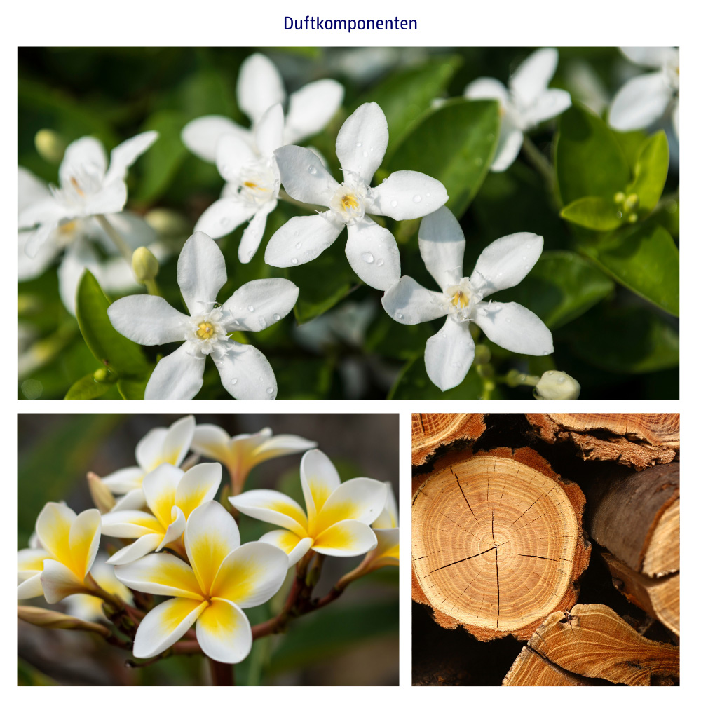 Abbildungen der Duftkomponenten Jasmin und Frangipani sowie holzige Nuancen