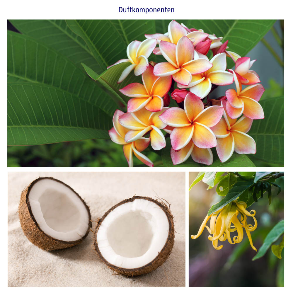 Abbildung der einzelnen Duftkomponenten Frangipani, Kokosnuss und Ylang-Ylang