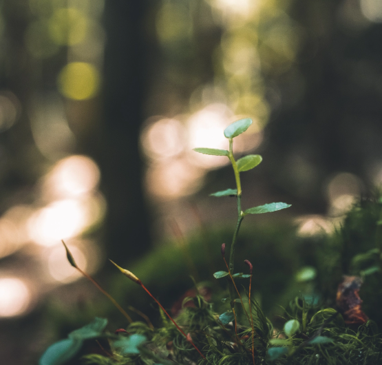 Nahaufnahme einer kleinen Pflanze im Wald