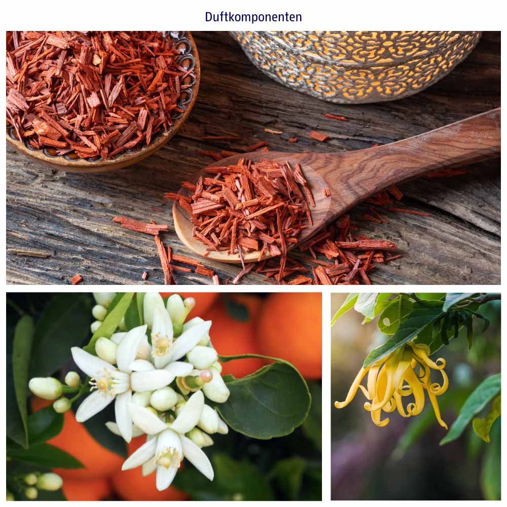 Abbildungen der Duftkomponenten von Fairytale Garden: Sandelholz, Orangenblüten und Ylang Ylang