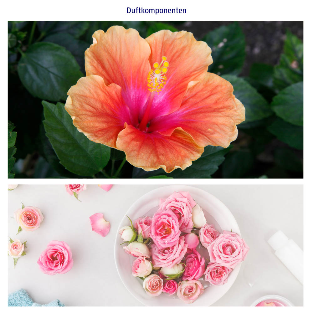 Abbildung der einzelnen Duftkomponenten Hibiskus und Rose