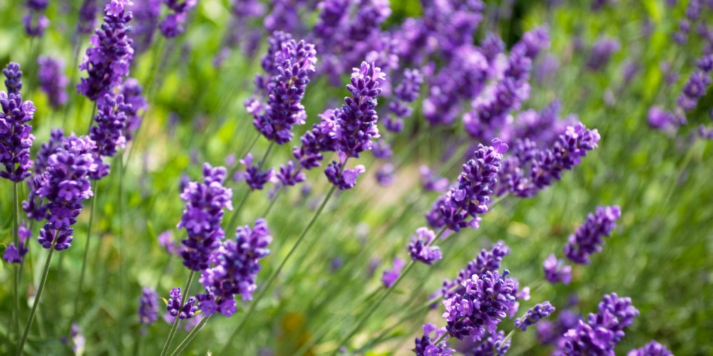 Lavendel-Pflanzen