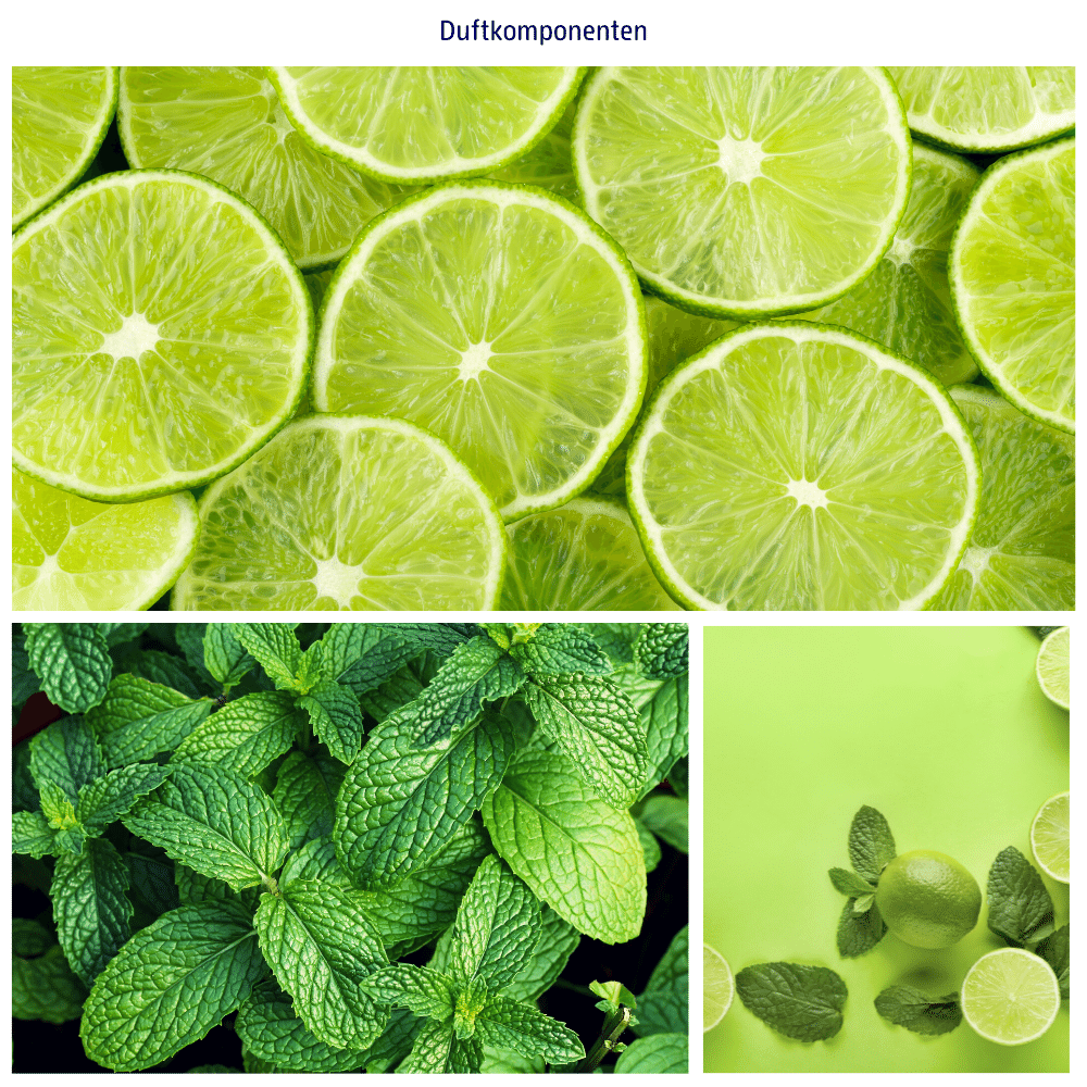 Abbildungen derf Duftkomponenten Gruene Minze und Limette