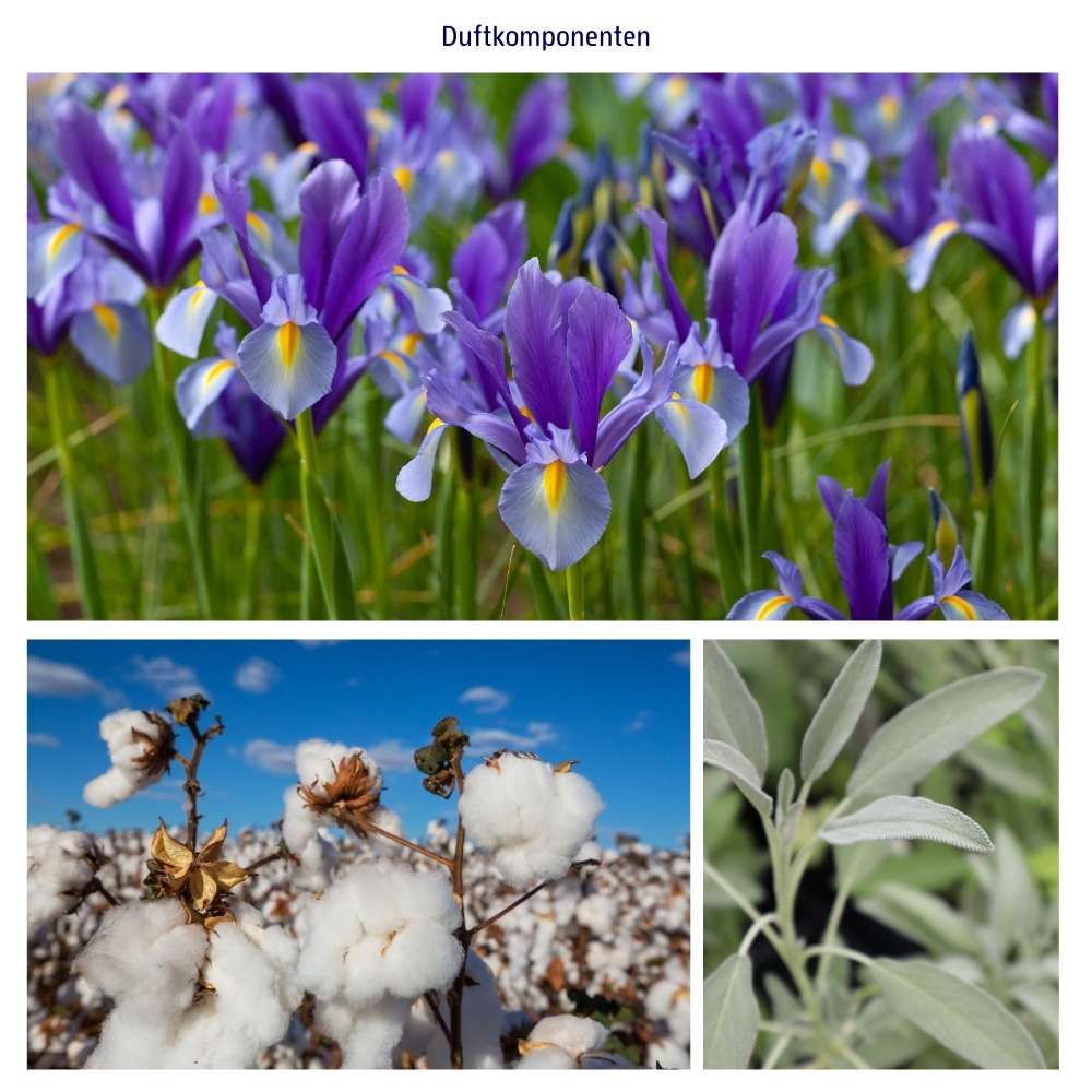Abbidlung der Duftkomponenten Iris, Baumwollblüte und Salbei