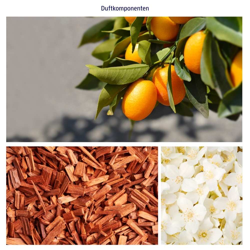 Abbildung der einzelnen Duftkomponenten Kumquat, Sandelholz und Jasmin