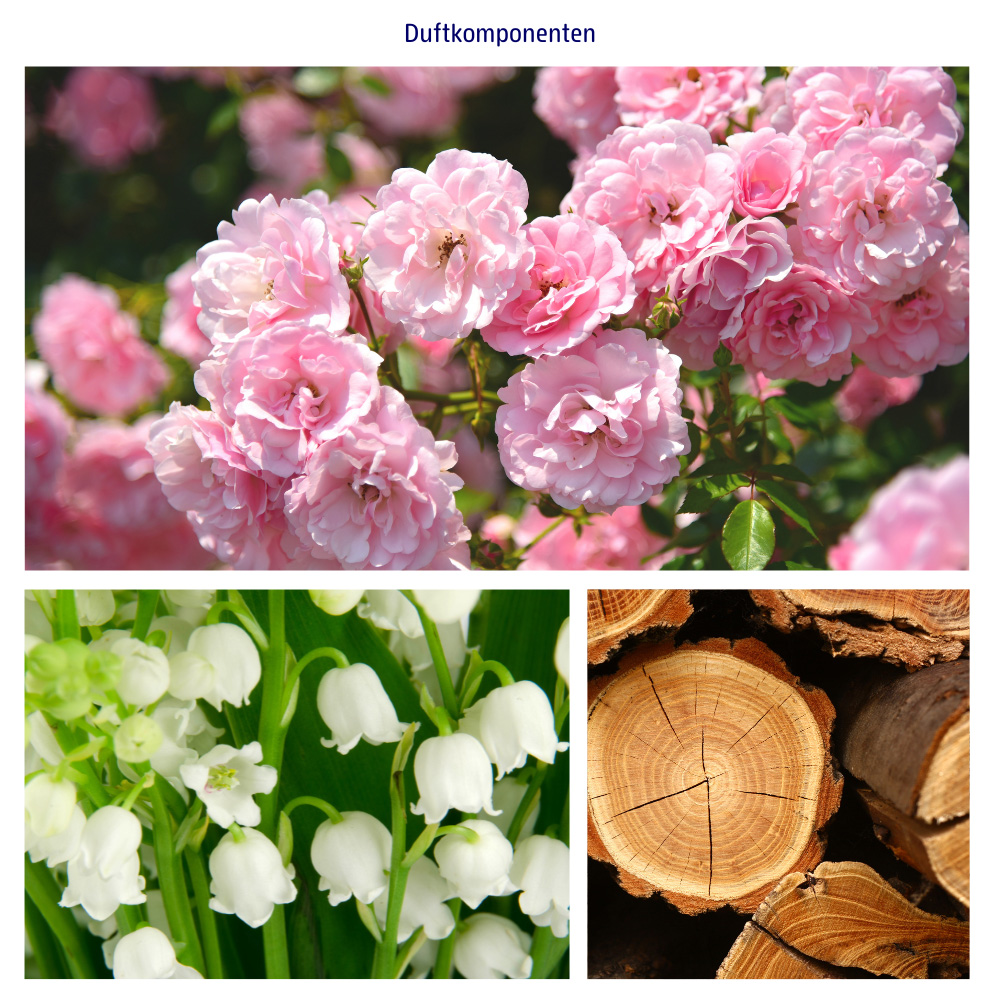 Abbildungen der Duftkomponenten Rose, Maigloeckchen und Zedernholz