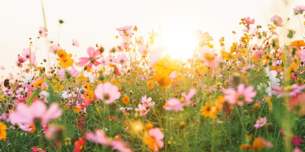 Abbildung einer bunten, bluehenden Blumenwiese bei Sonnenaufgang