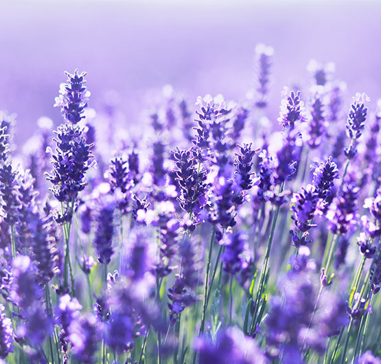 Nahaufnahme von lavendel-Pflanzen