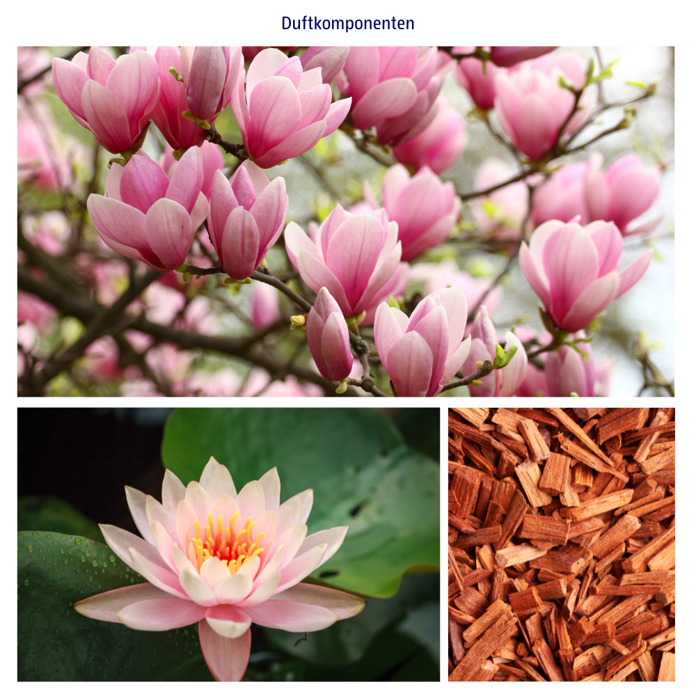 Abbildungen der Duftkomponenten Magnolie, Lotos und Sandelholz