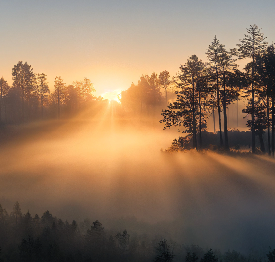 Ein wald bei Sonnenaufgang, der sehr vernebelt ist.