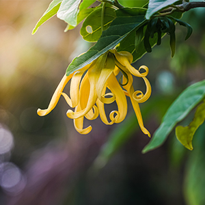 Nahaufnahme einer Ylang Ylang Pflanze