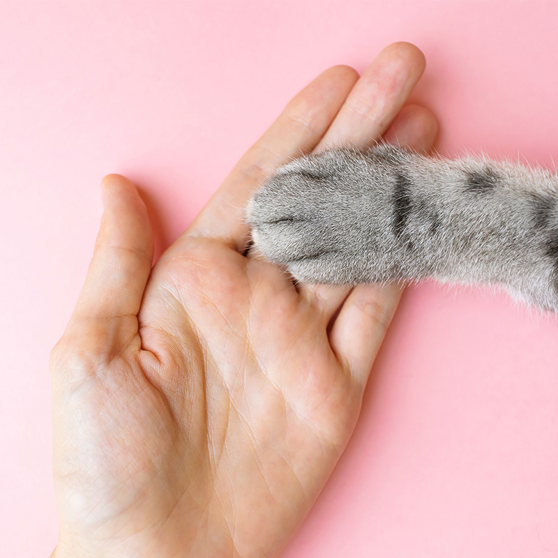 Eine Katzenpfote liegt in der Hand eines Menschen.