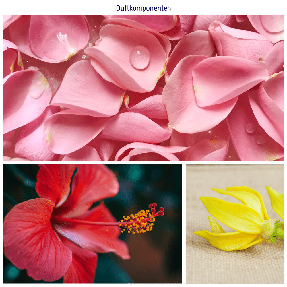 Abbildungen der Duftkomponenten: Ylang-Ylang, Orangenoel und Tonka-Extrakt