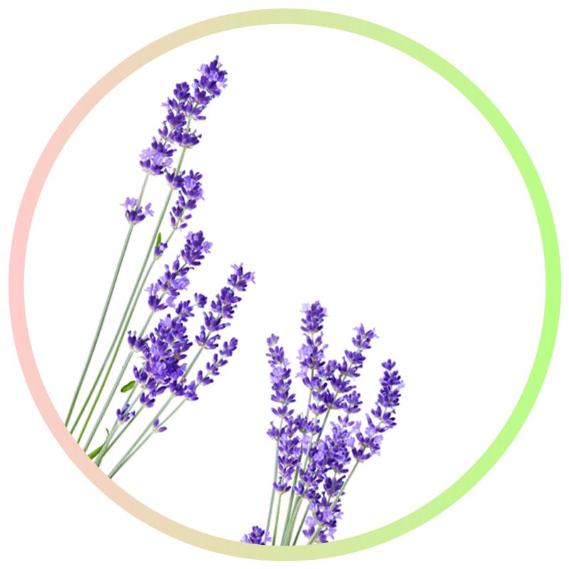 natürliches ätherisches Lavendelöl