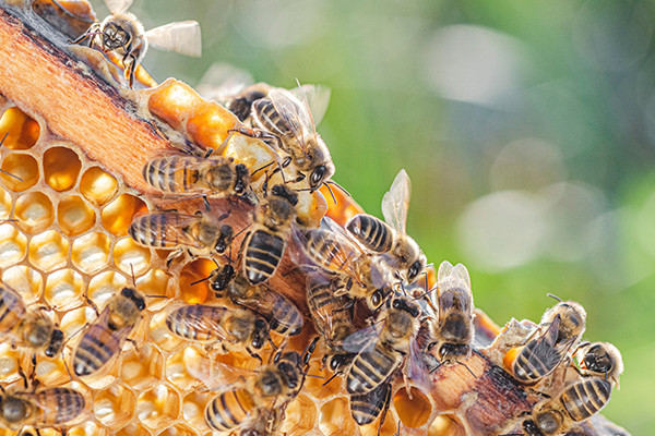 Bienenhonig in Körperpflege